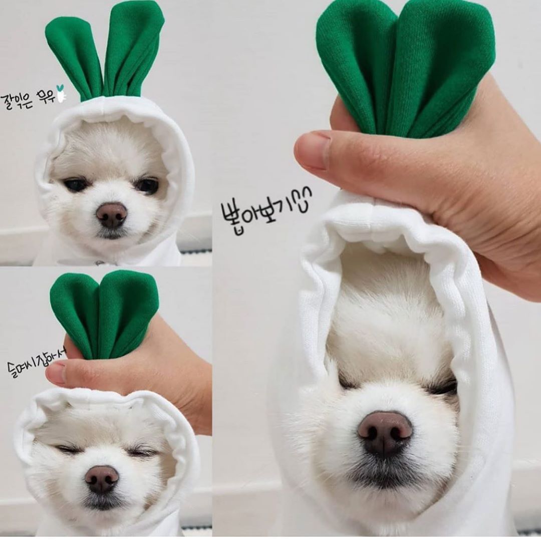 Cute Dog Outfit