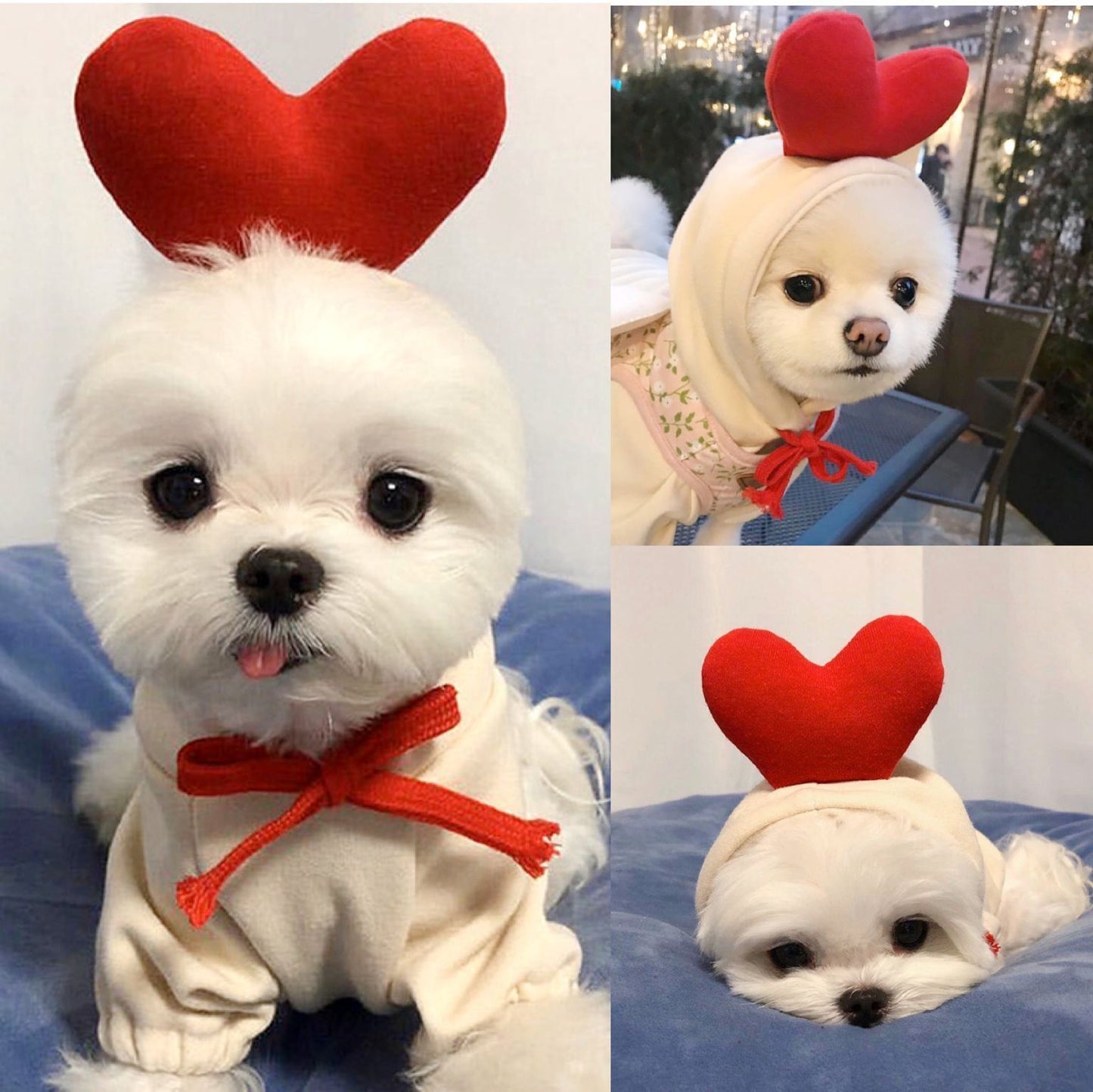 Cute Dog Outfit