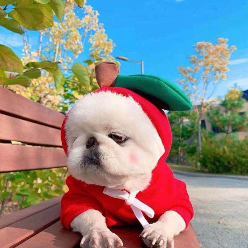Cute Dog Outfit