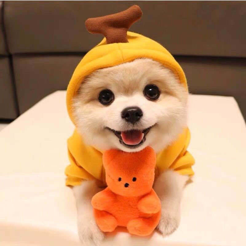 Cute Dog Outfit
