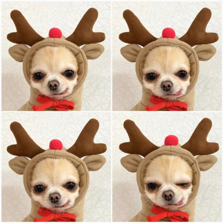 Cute Dog Outfit
